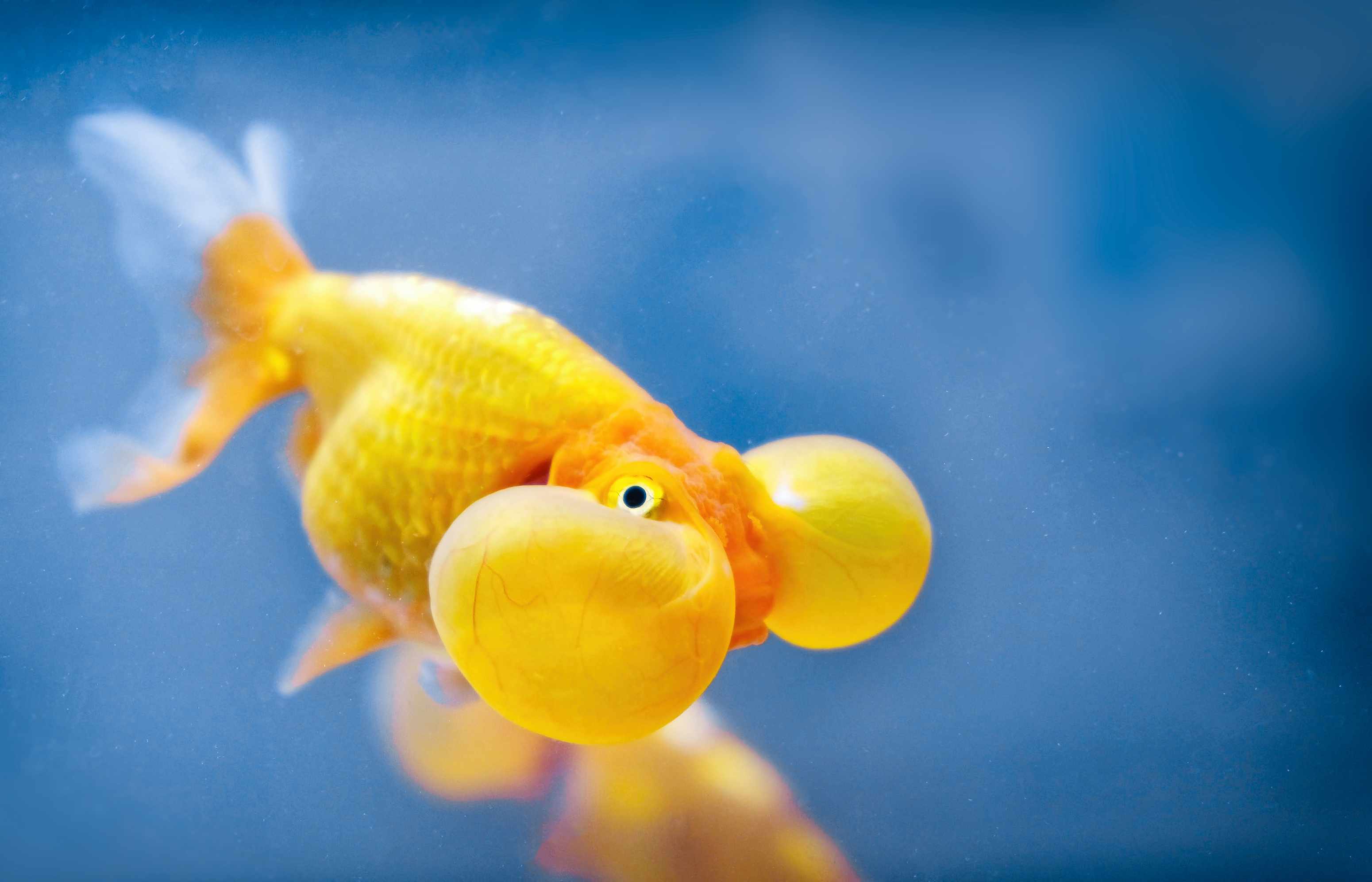 12种金鱼适合你的水族馆- 欧宝体育百科