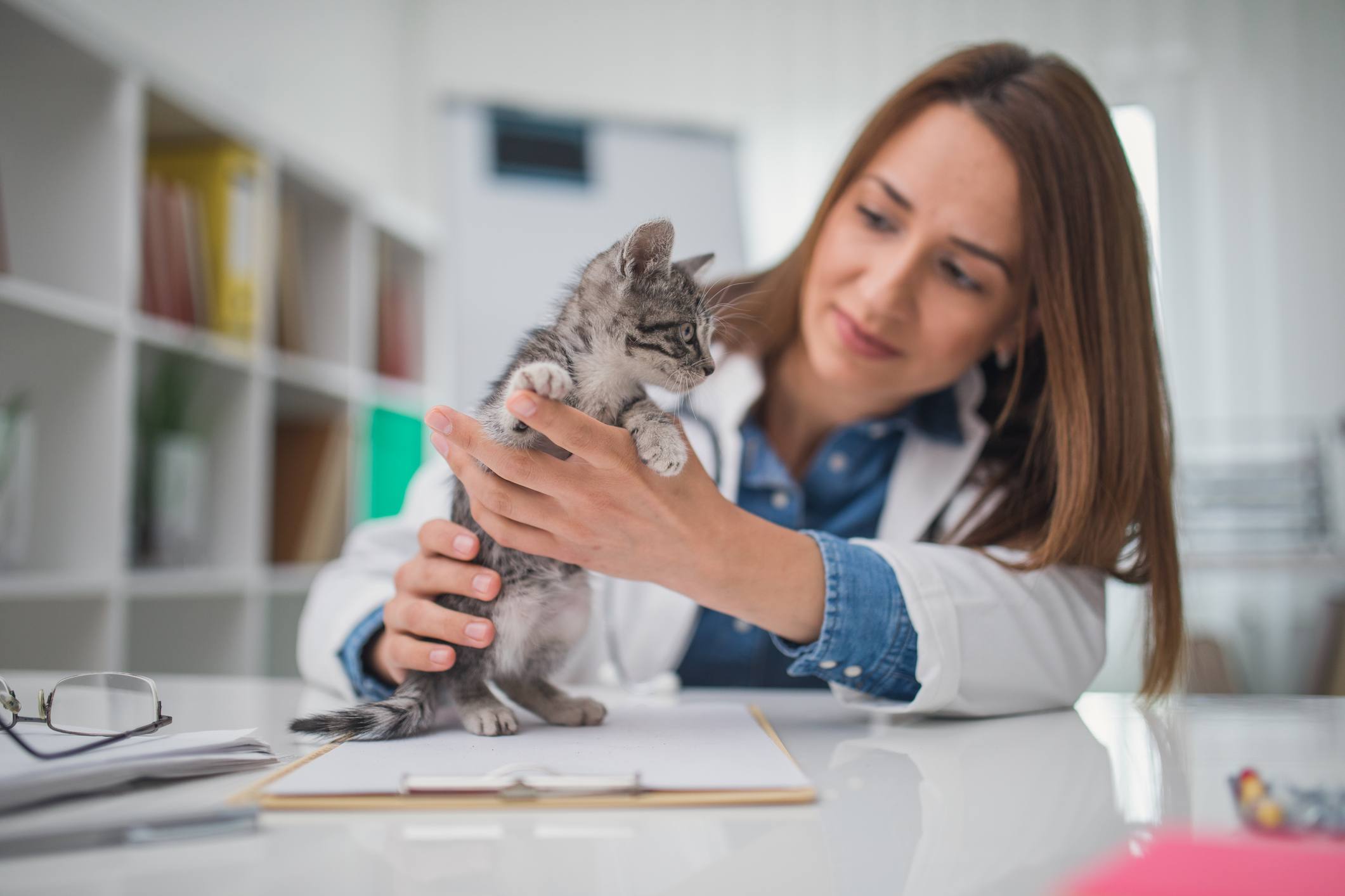 灰色小猫在兽医那里