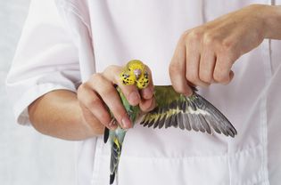 Person holding budgie in one hand and extending the wing with the other, front view