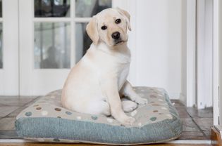 White labrador puppy sitting on spotted dog bed