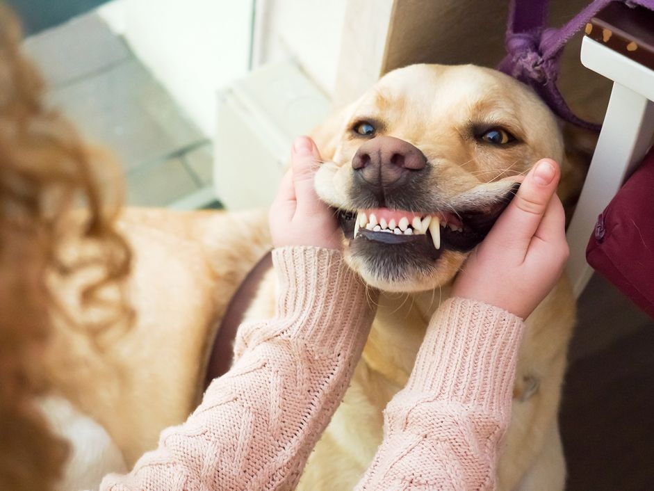 露出牙齿的金毛猎犬