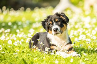 Australian shepherd puppy laying in a field of flowers