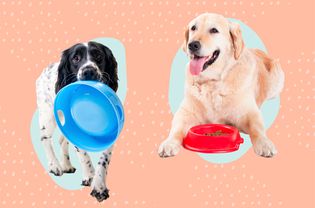 Best Dog Bowls