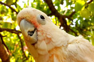 Cockatoo outside in a tree close-up