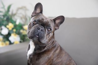 Brown-gray and white brindle dog sitting on couch