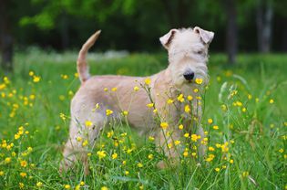 A Lakeland terrier in a meadow