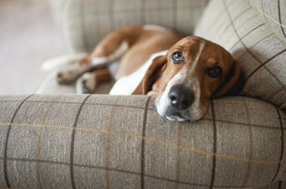 巴吉特猎犬在家里的大格纹椅子上放松