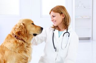 Golden retriever looking at veterinarian.