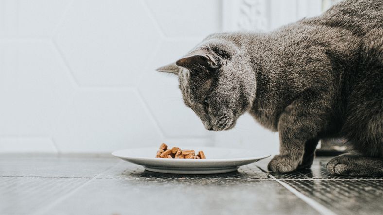 猫吃食物