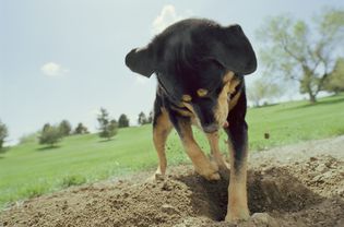 Puppy digging