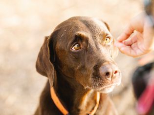 Hand outstretched to a Labrador Retriever wearing a orange collar