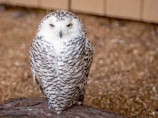 雪白的猫头鹰和黄色的猫头鹰坐在木栖木上