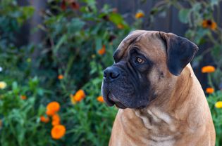 Boerboel在外面的花前