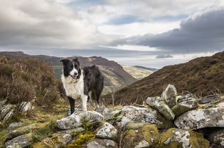 Border collie standing on hill