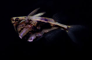 大理石hatchetfish