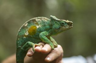 a chameleon sitting on a person's hand