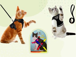 Pupteck Cat Harness next to two cats wearing harnesses on a yellow-green background