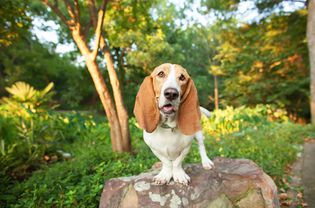 外面的巴吉特猎犬