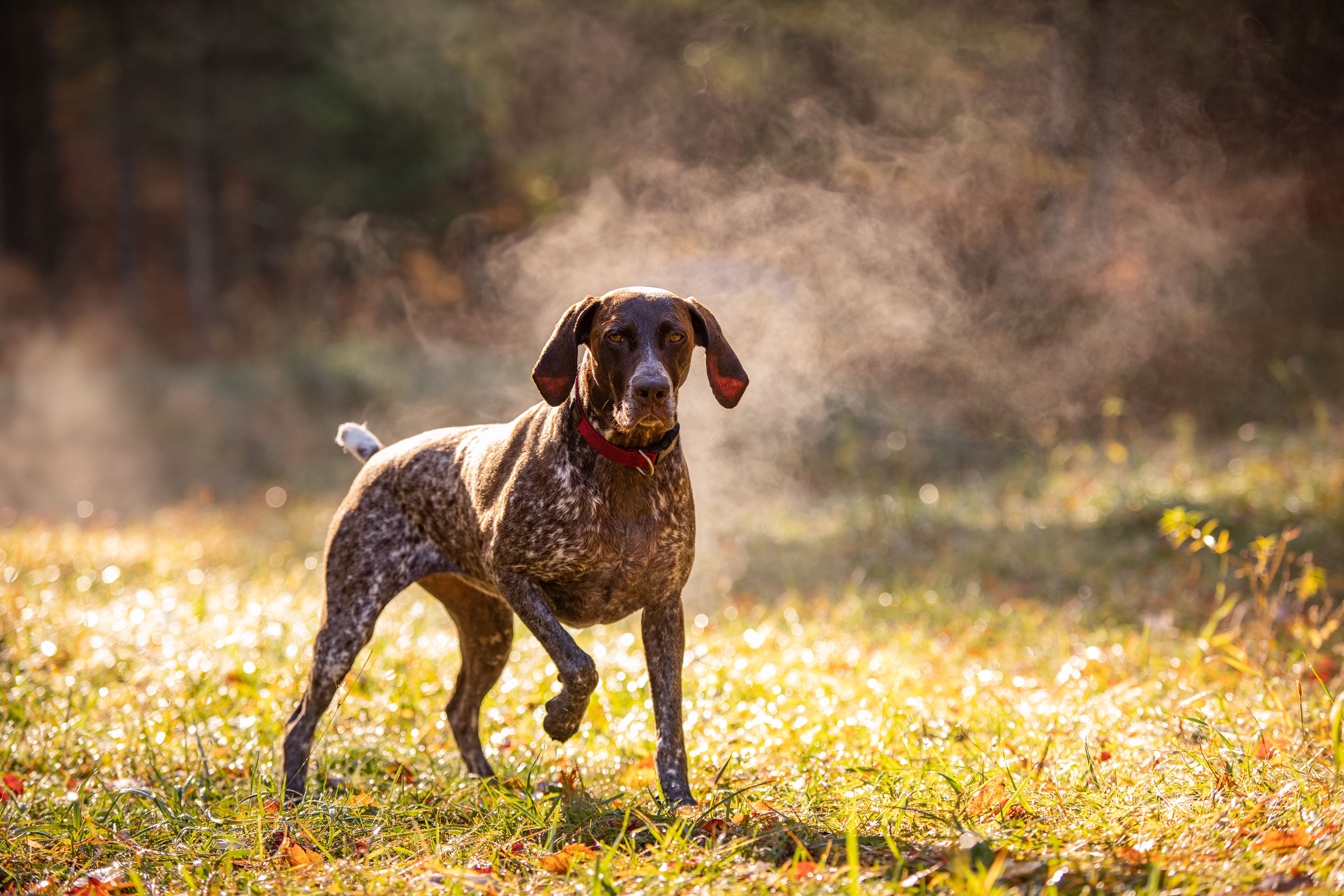 german shorthaired pointer stands in misty field