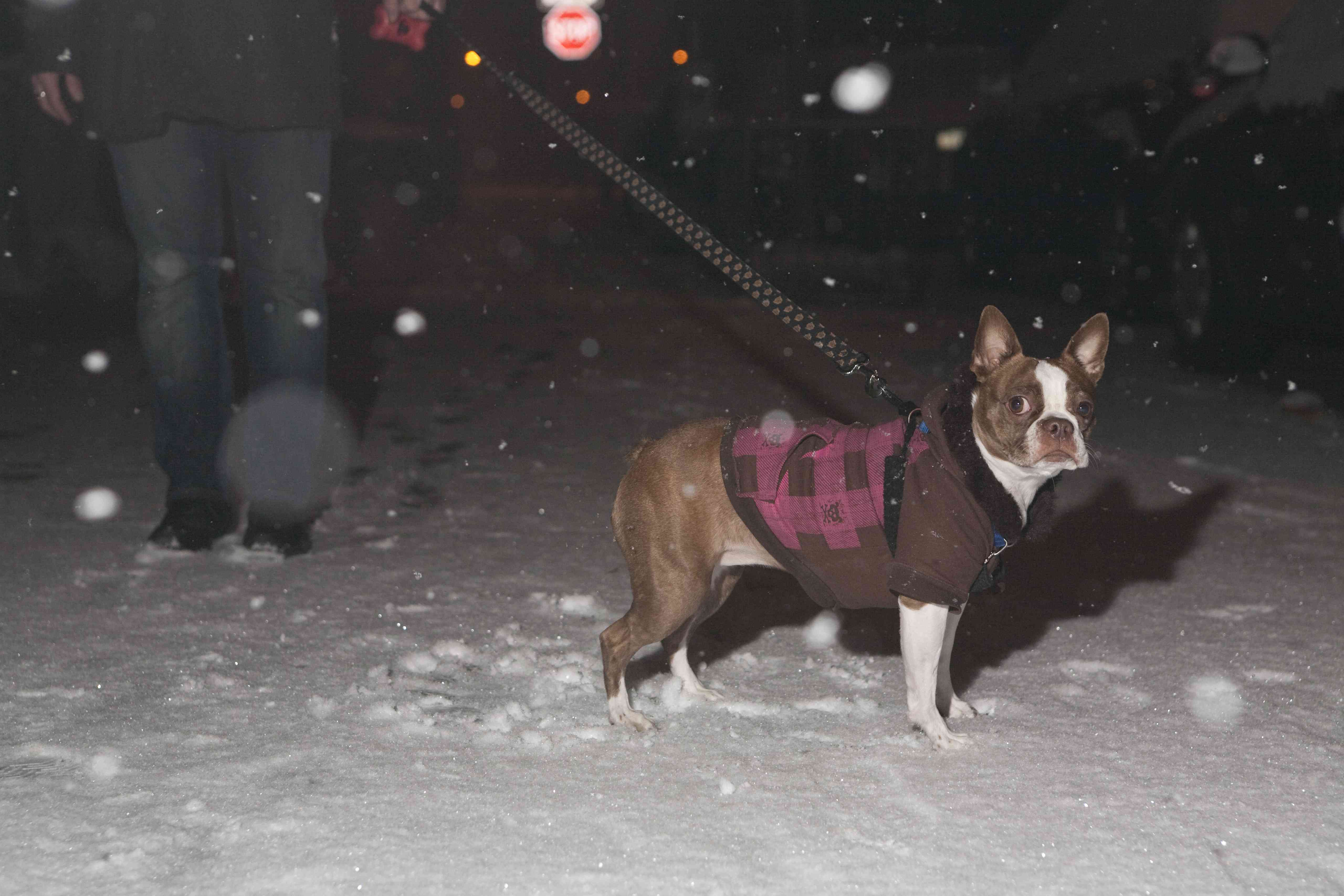 一只穿着粉红色格子外套的波士顿梗犬站在雪地里。他被一个穿牛仔裤和黑鞋的人牵着。