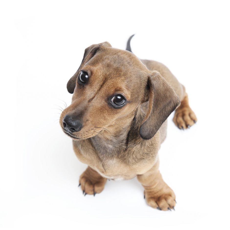 Dachsund puppy looking up at camera