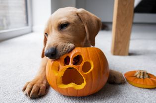 dog eating pumpkin