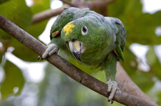 Parrot standing on a branch and looking forward