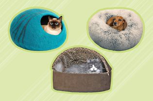 An assortment of animals laying in recommended pet beds displayed on a green patterned background