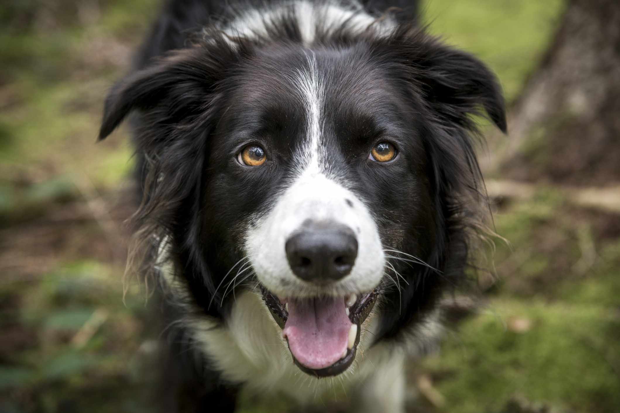 树林里一只微笑的边境牧羊犬的特写