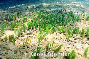 Caulerpa sertularoides