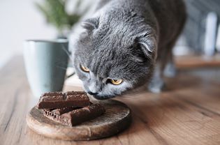 Gray cat sniffing chocolate cars on wooden surface