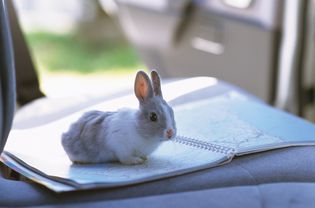 Rabbit in car