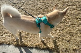 Dog wearing Ruffwear Front Range Harness On Leash