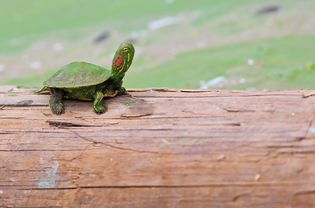 美国德克萨斯州，站在木头上的红耳滑蝽(Trachemys scripta elegans