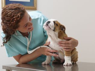 兽医在检查斗牛犬