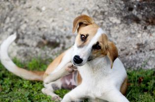 Puppy scratching himself with his hind leg