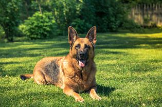 德国牧羊犬躺在草地上