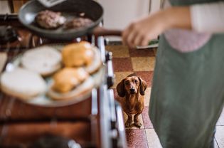 达克斯猎犬在乞讨食物