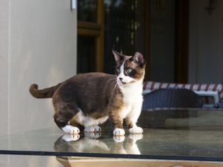 芒奇金猫站在桌子上