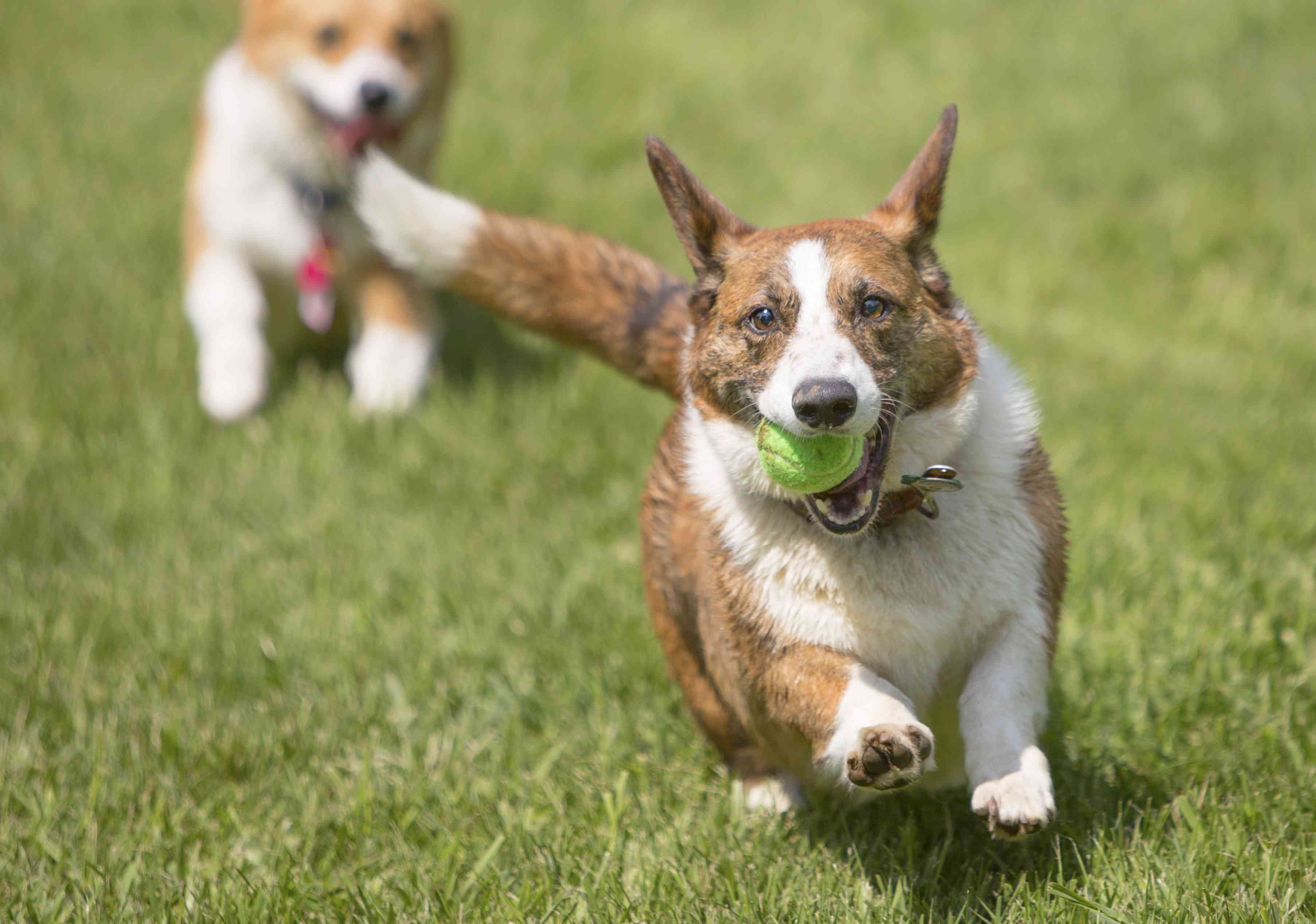 Cardigan Welsh Corgi