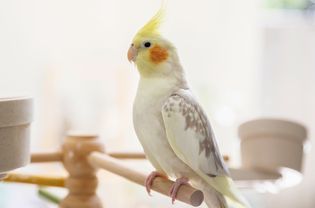 White and gray cockatiel bird sitting on wood perch