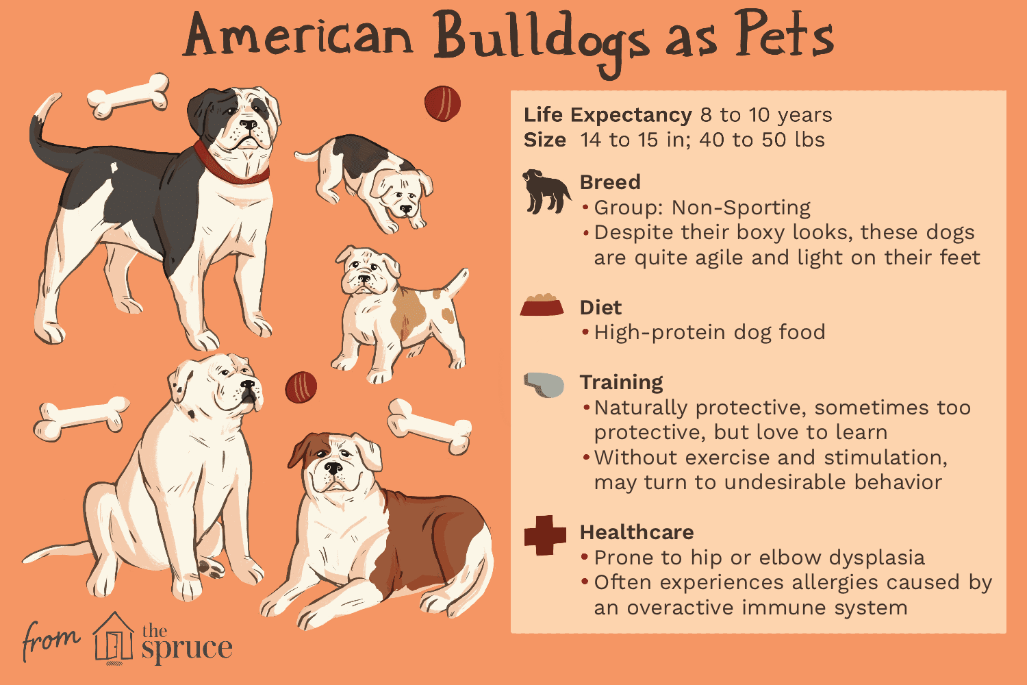 美国斗牛犬作为宠物的插图