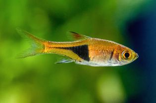 Harlequin rasbora fish with yellow and black scales swimming closeup