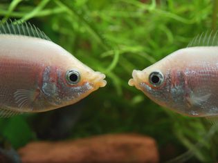 雄性吻gourami (Helostoma temminckii)