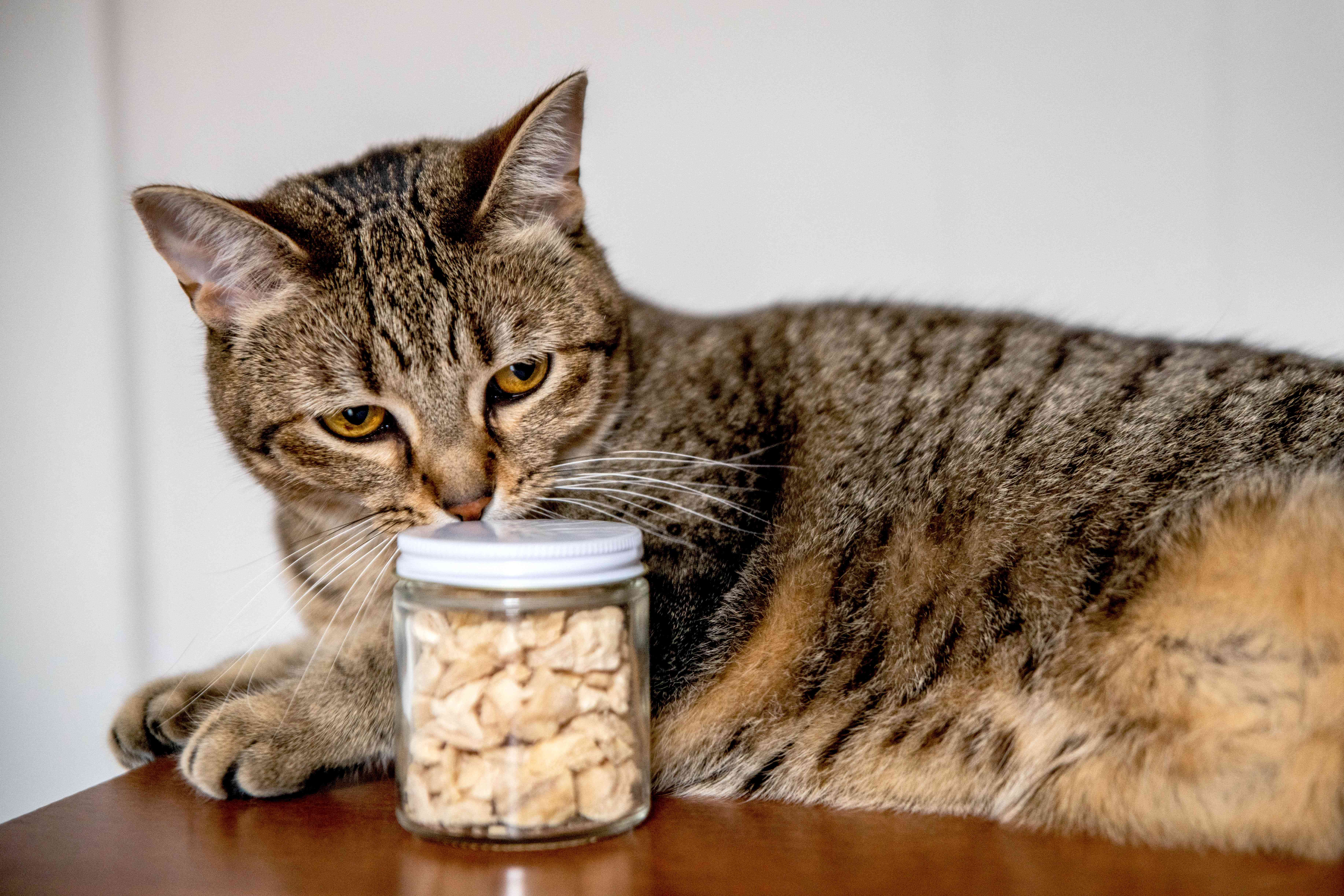 棕色猫嗅着装有食物的玻璃容器