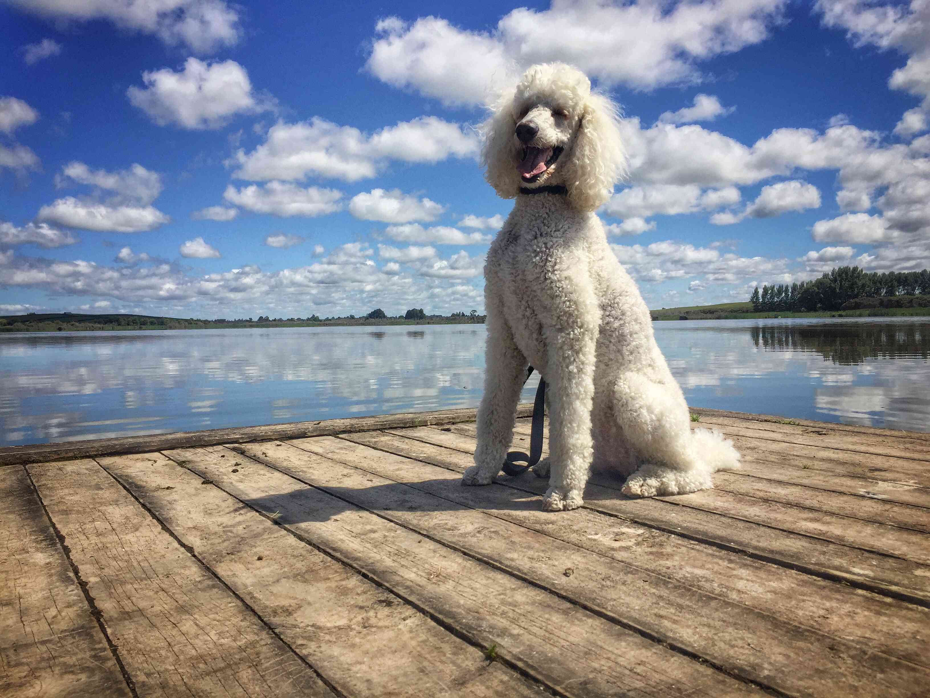 标准的贵宾犬坐在甲板上