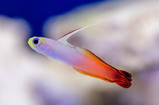 Gobies fish with orange tail and yellow head