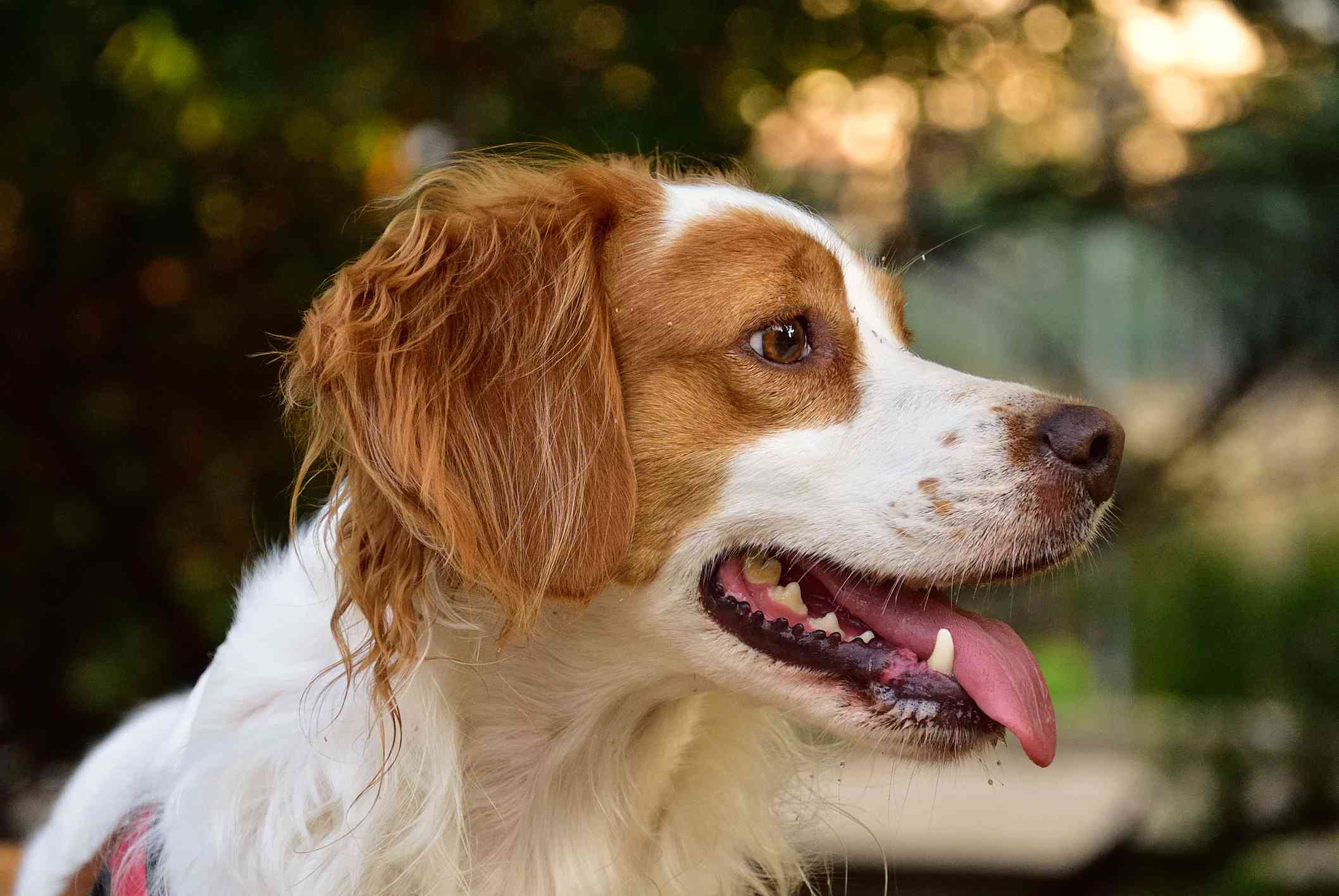 侧面侧面的布列塔尼猎犬的头