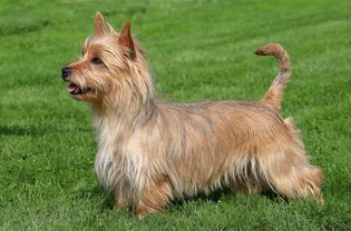 Side shot of an Australian Terrier