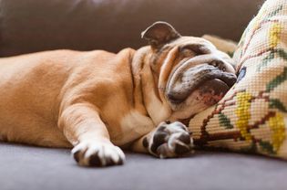 English bulldog sleeping on couch